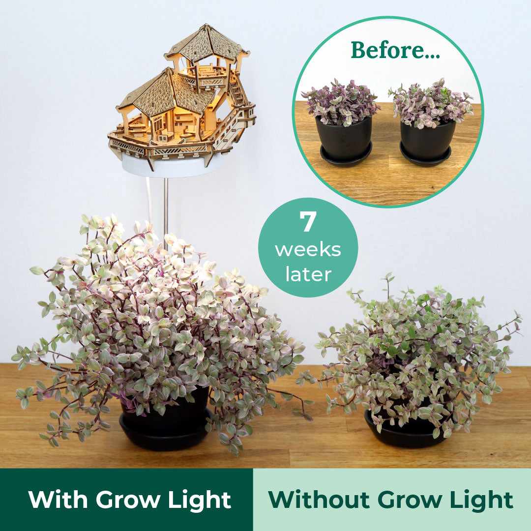 Tiny Treehouses - Island Cabana Grow Light