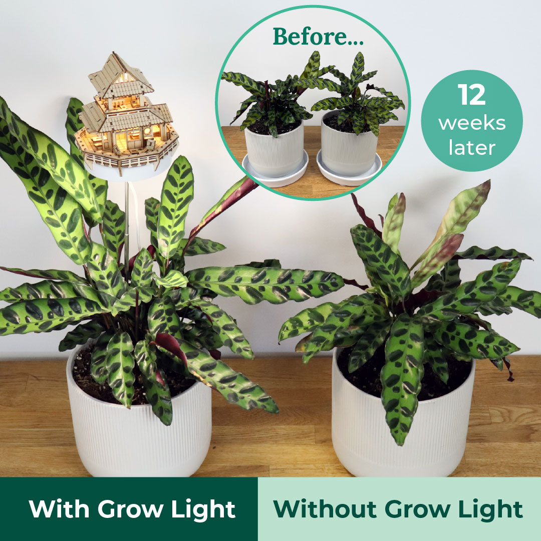 Tiny Treehouses - Sunrise Terrace Grow Light